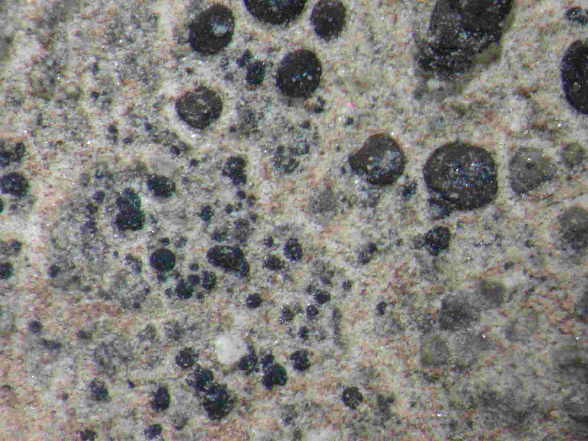 [Placidium lacinulatum]